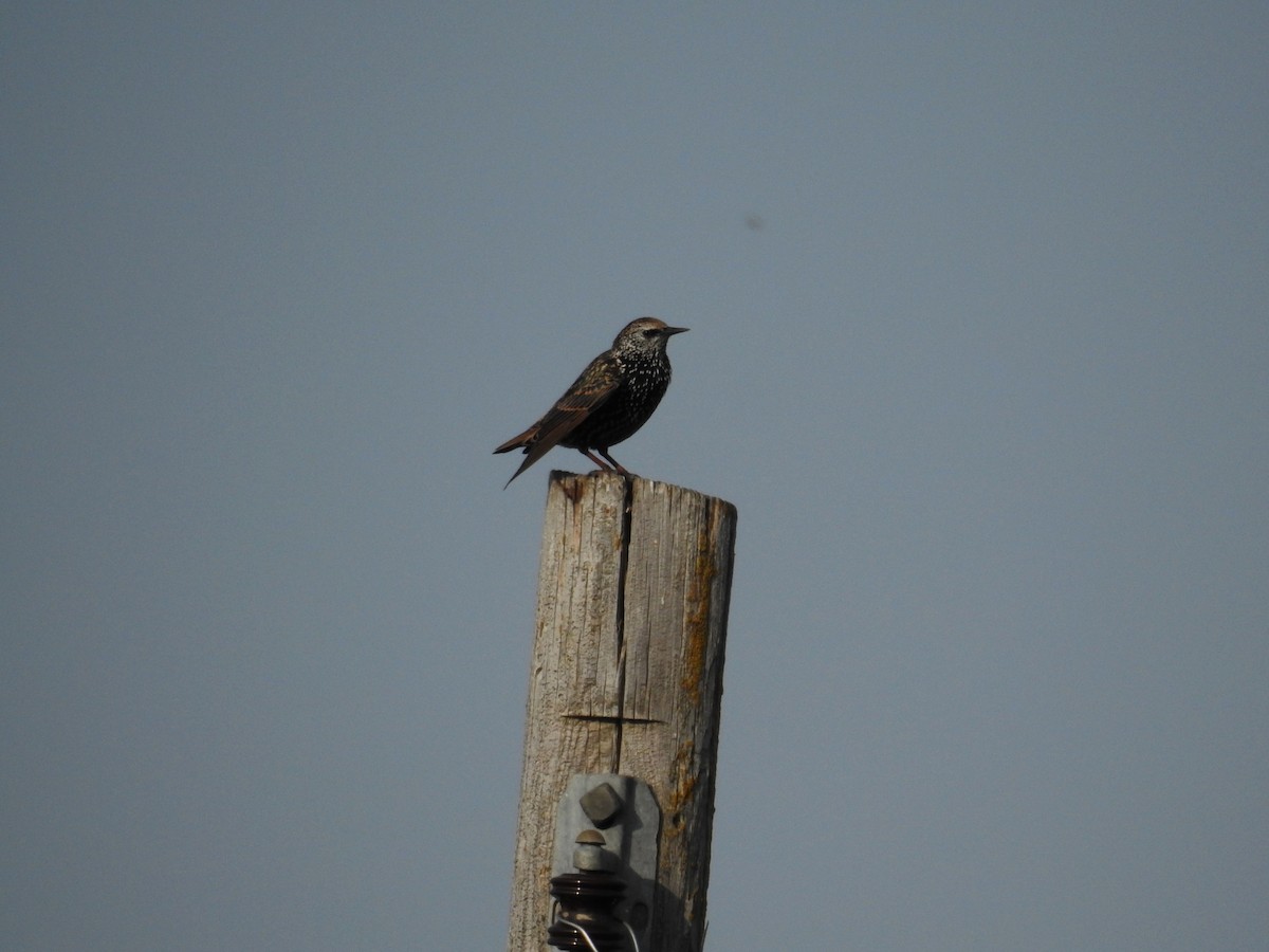 European Starling - ML623500600