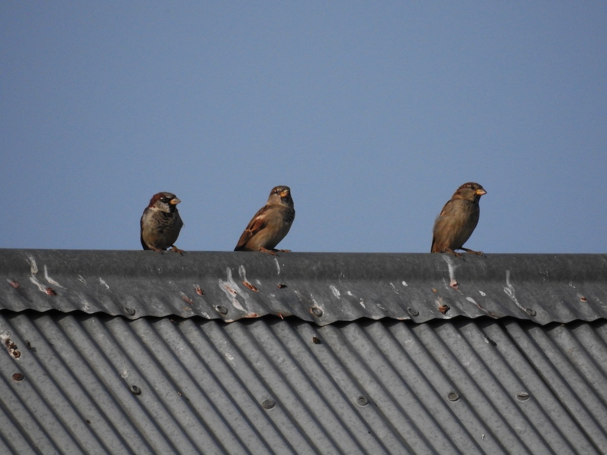 House Sparrow - ML623500604