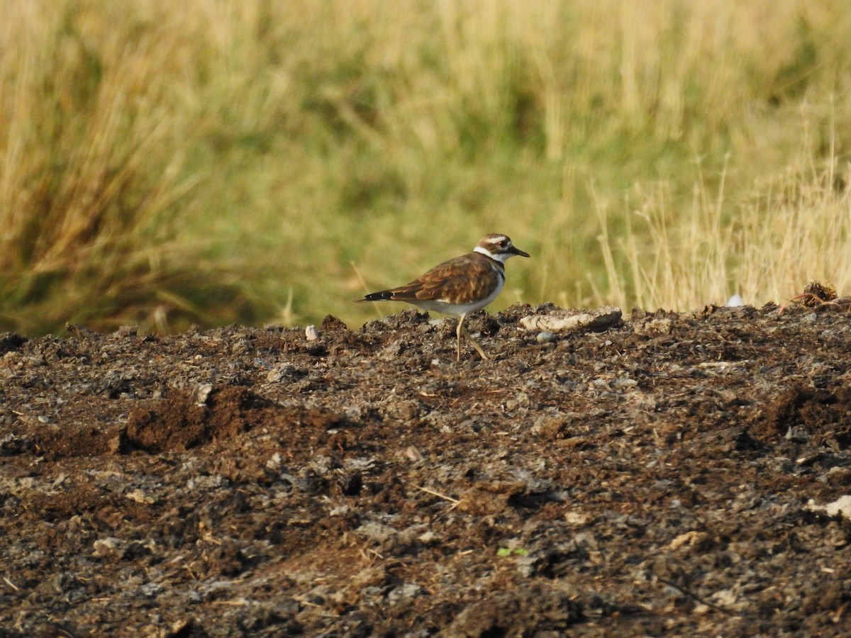 Killdeer - ML623500610