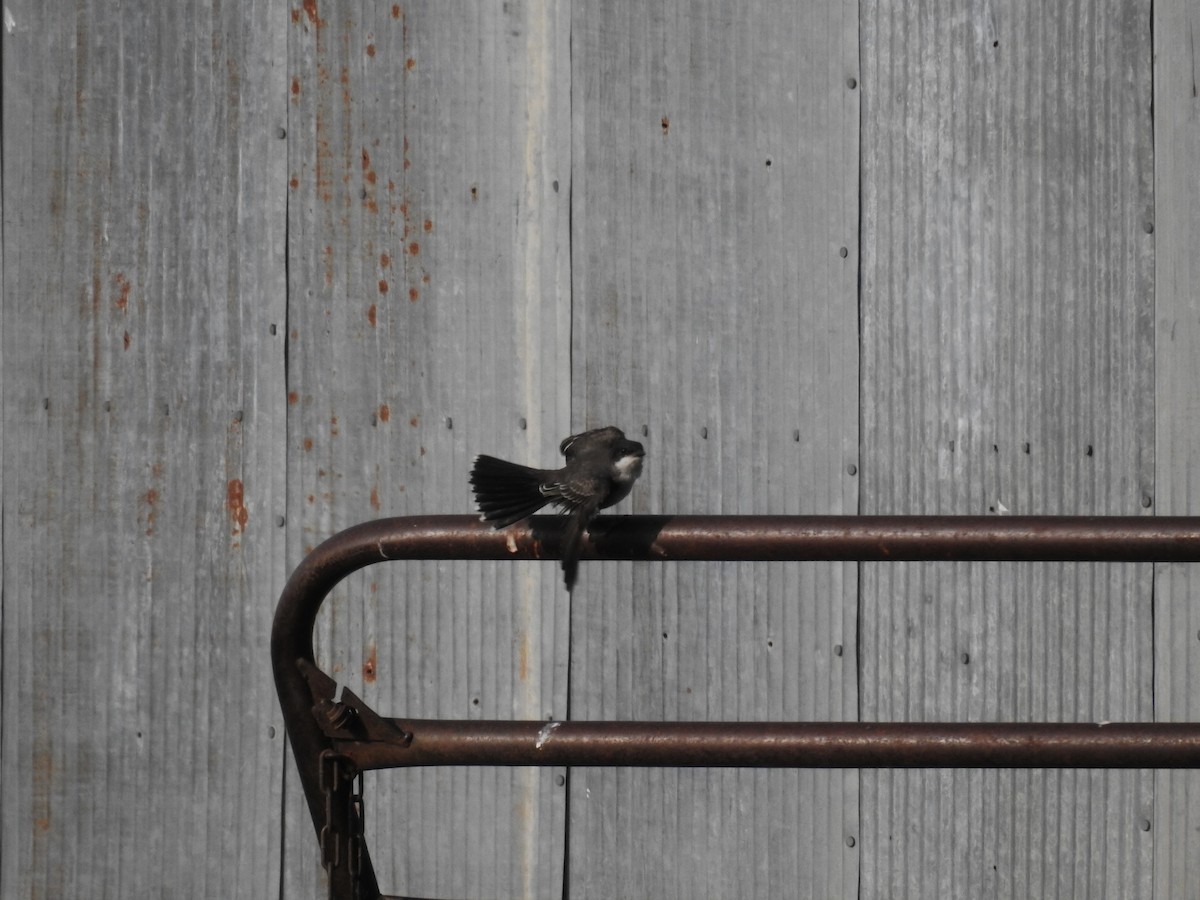Eastern Kingbird - ML623500620
