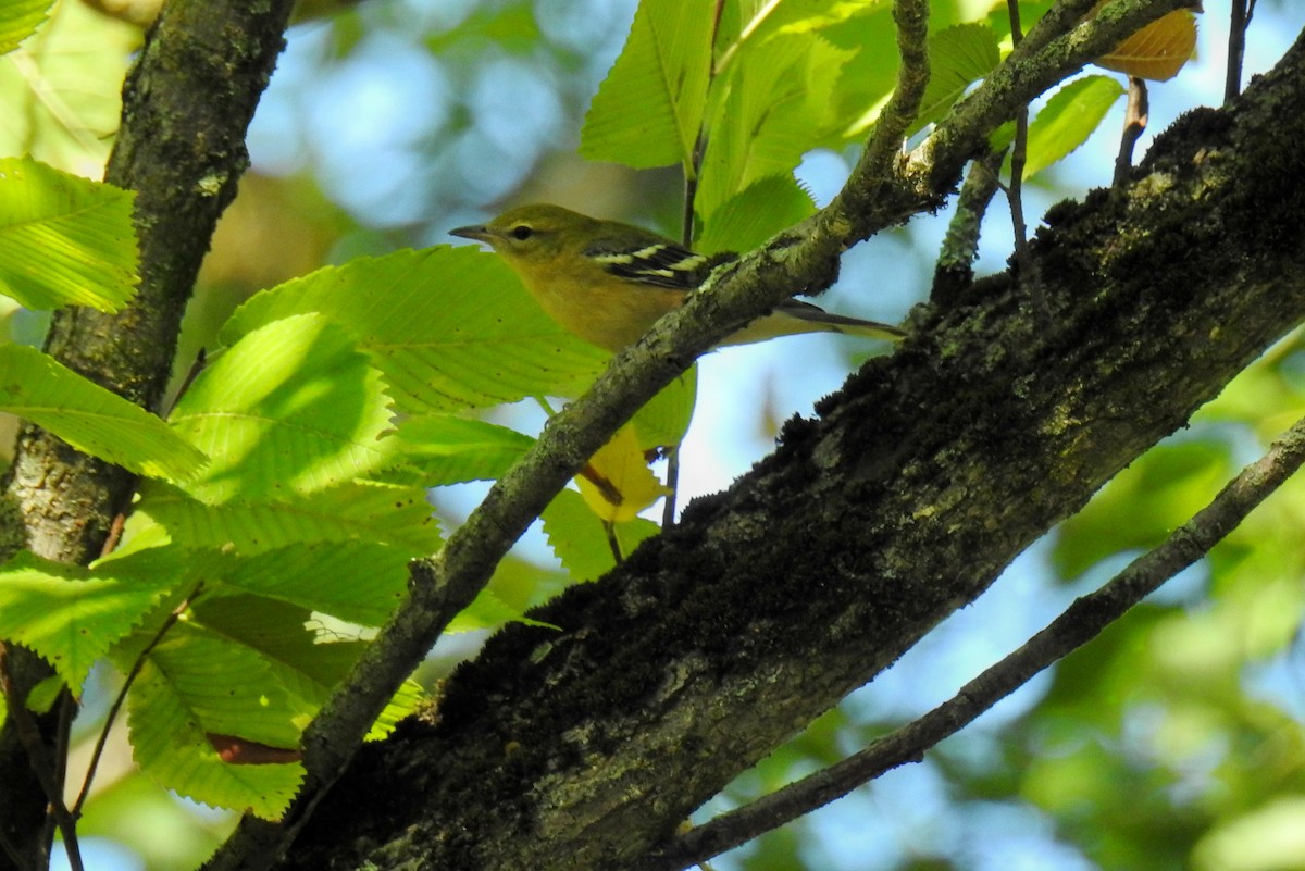 Bay-breasted Warbler - ML623500621