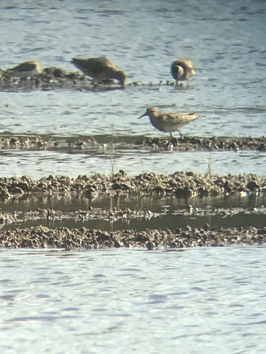 Stilt Sandpiper - ML623500623