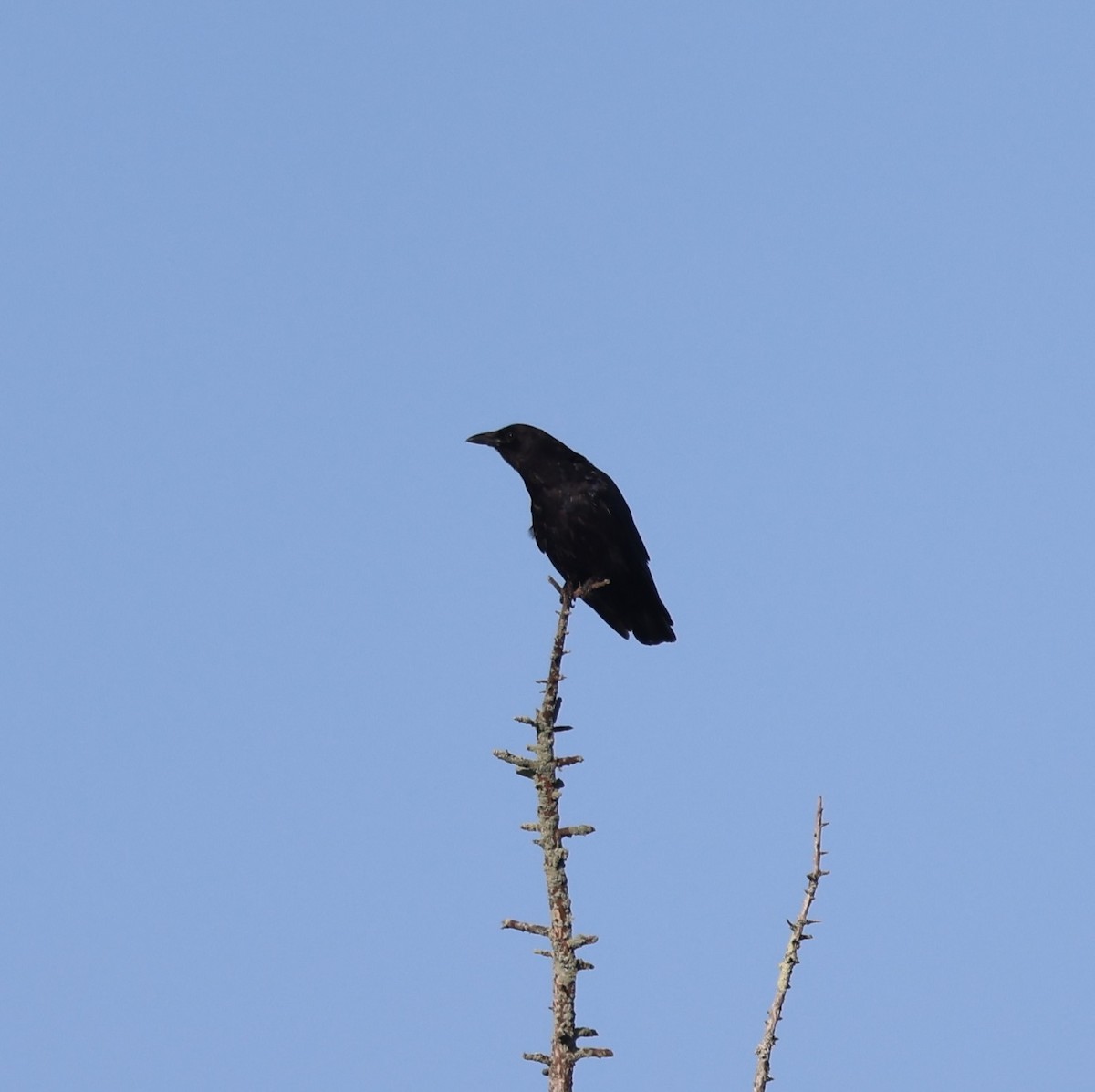 American Crow - ML623500624