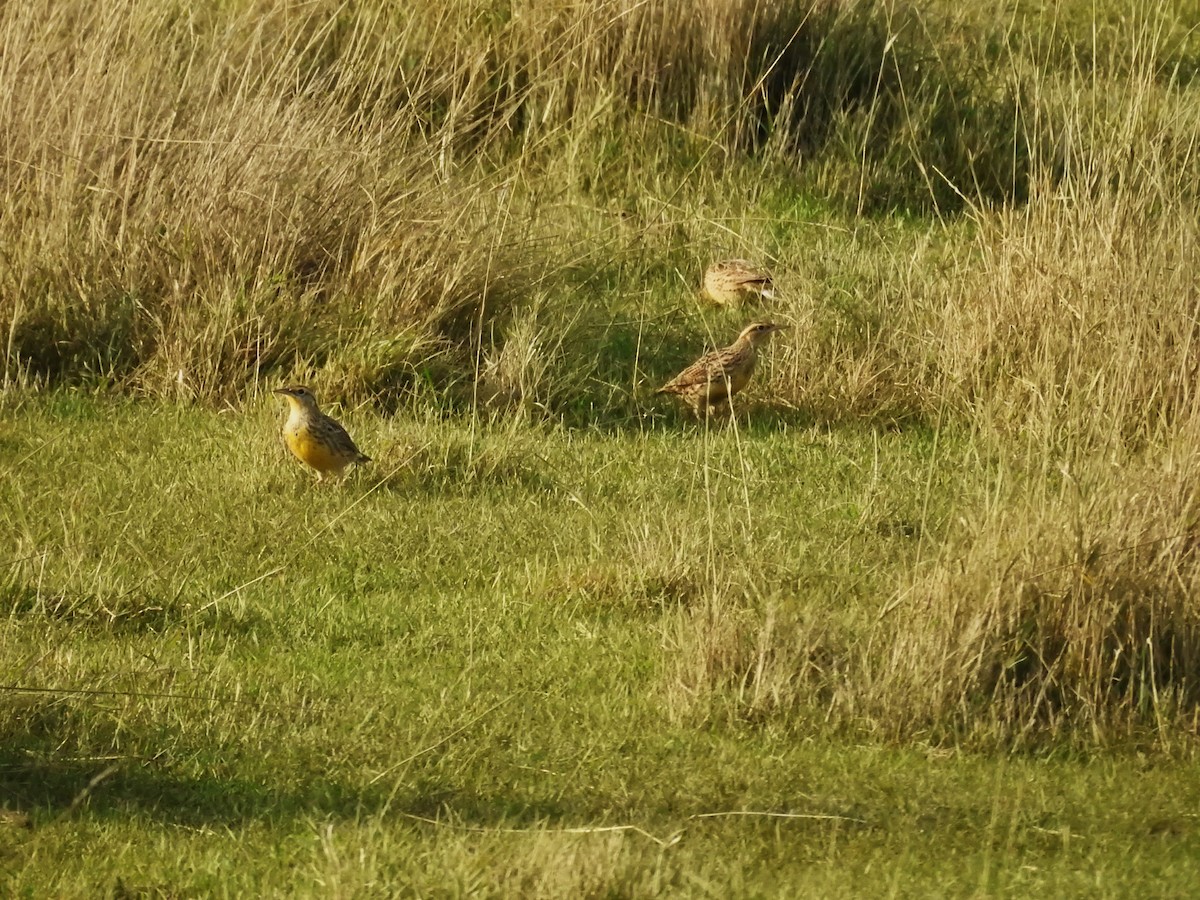 Western Meadowlark - ML623500626