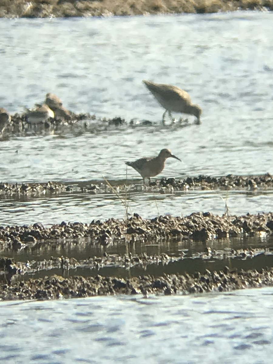 Stilt Sandpiper - ML623500662