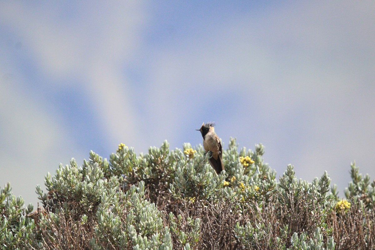 Buffy Helmetcrest - ML623500665