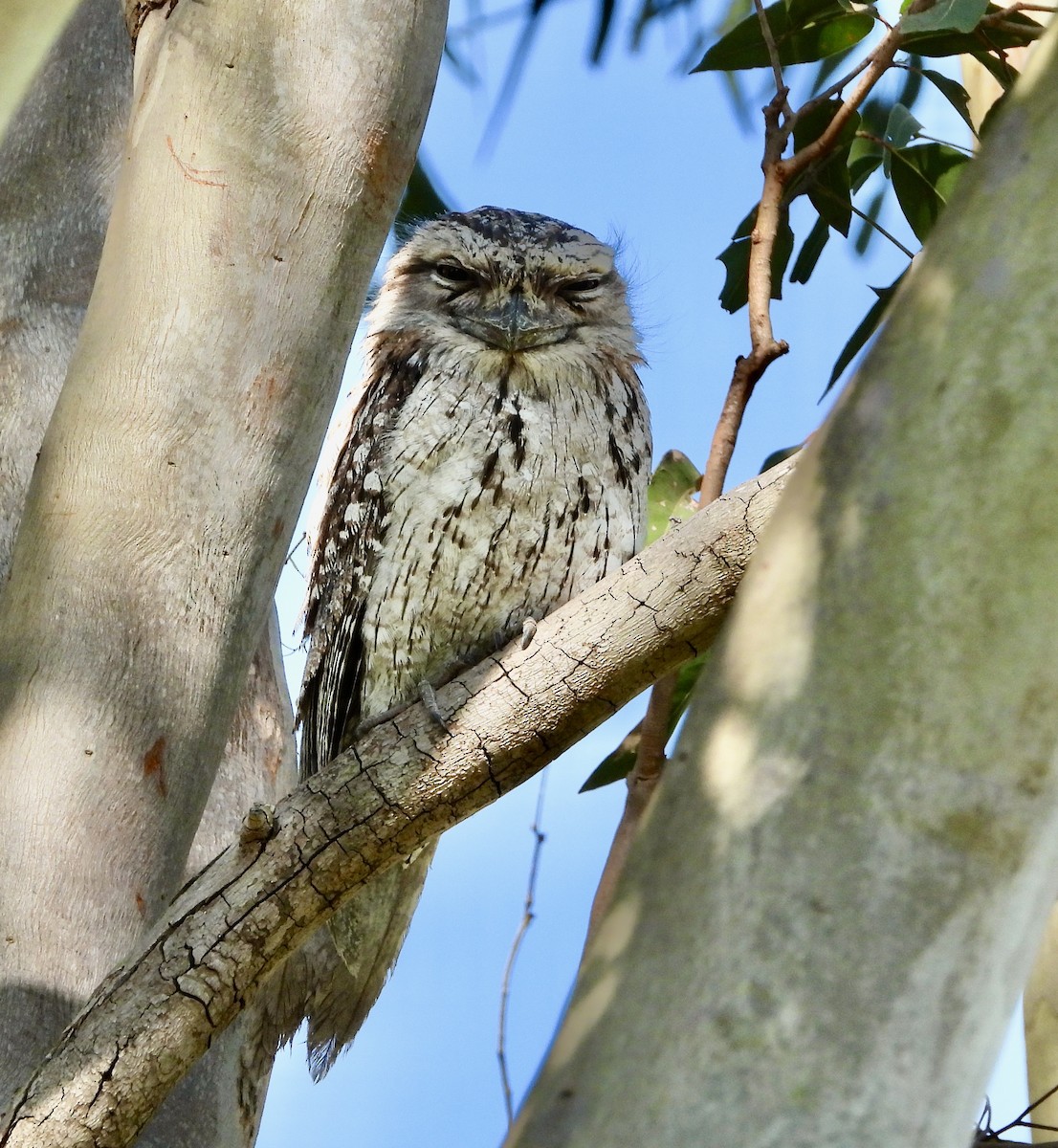 Tawny Frogmouth - ML623500678