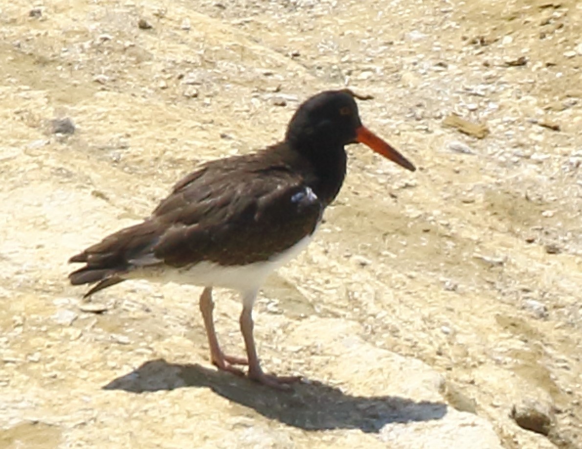 American x Black Oystercatcher (hybrid) - ML623500727