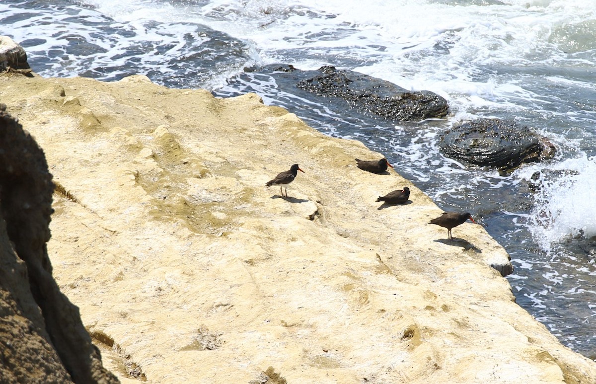 American x Black Oystercatcher (hybrid) - ML623500728