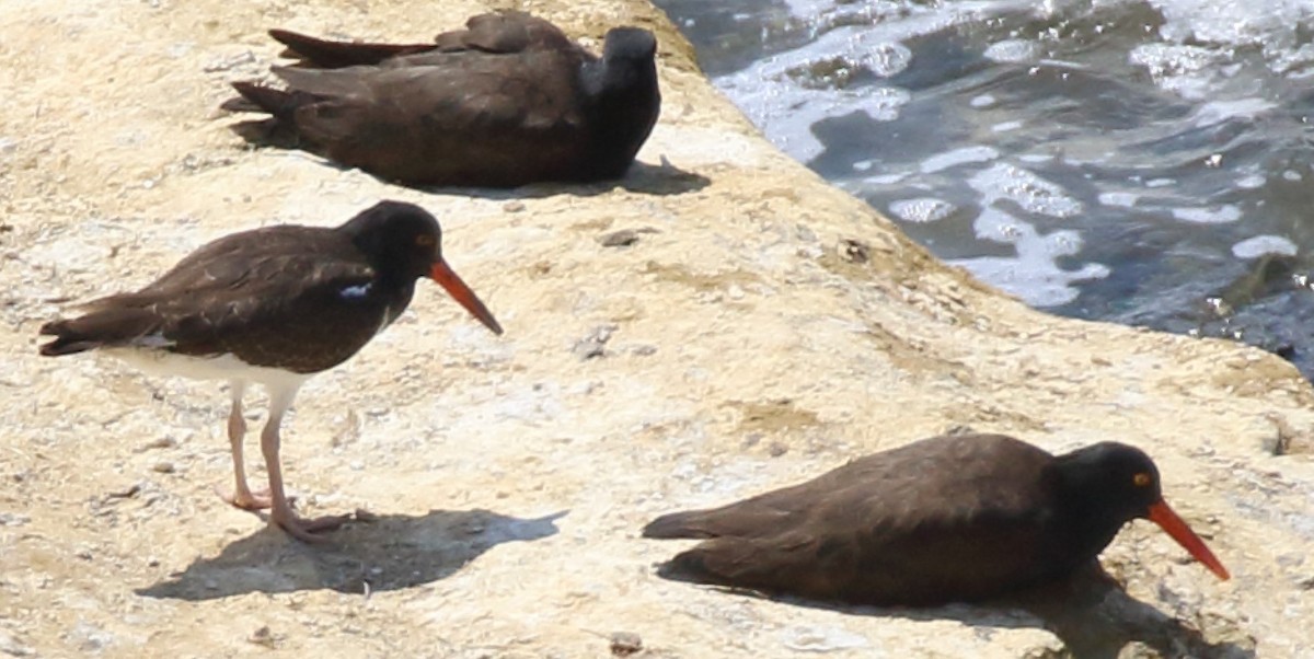 American x Black Oystercatcher (hybrid) - ML623500733