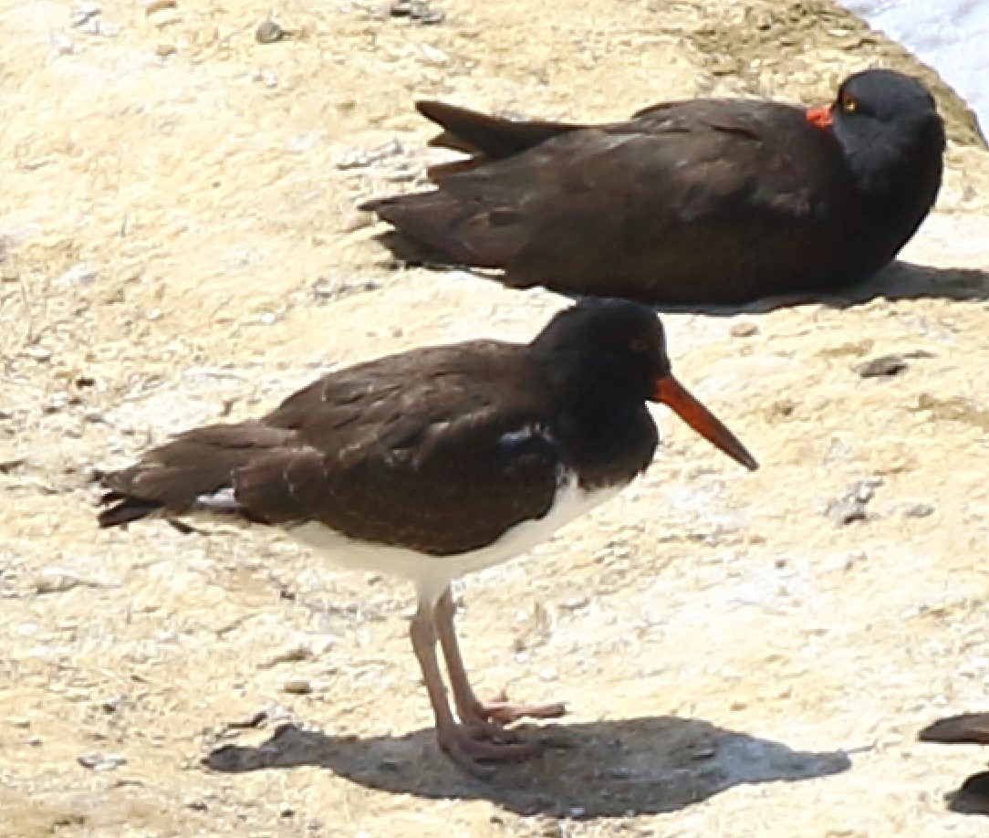 American x Black Oystercatcher (hybrid) - ML623500736