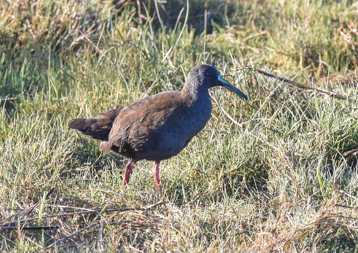 Plumbeous Rail - ML623500744