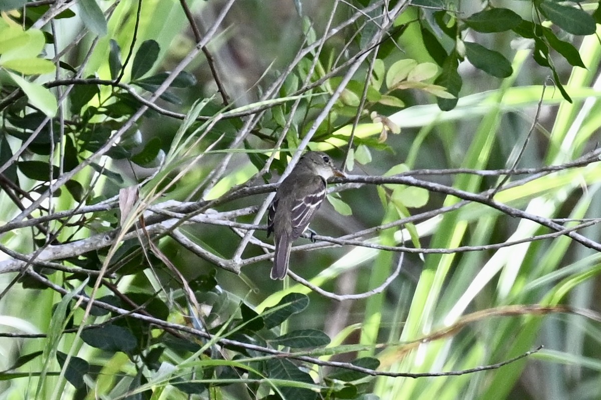 Alder Flycatcher - Min Zhao