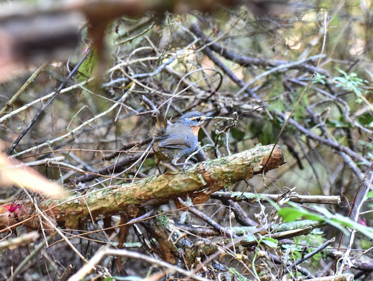 Chucao Tapaculo - ML623500757