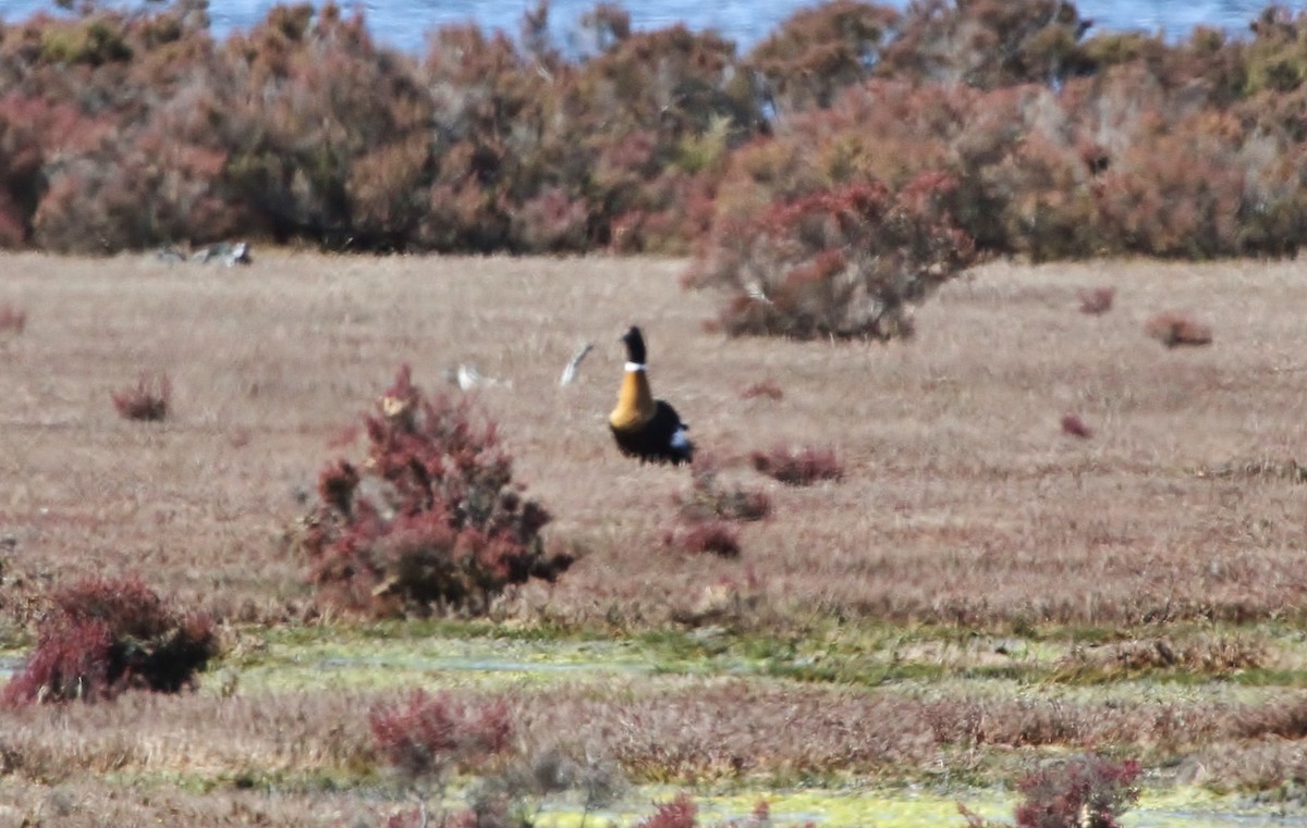 Australian Shelduck - ML623500764