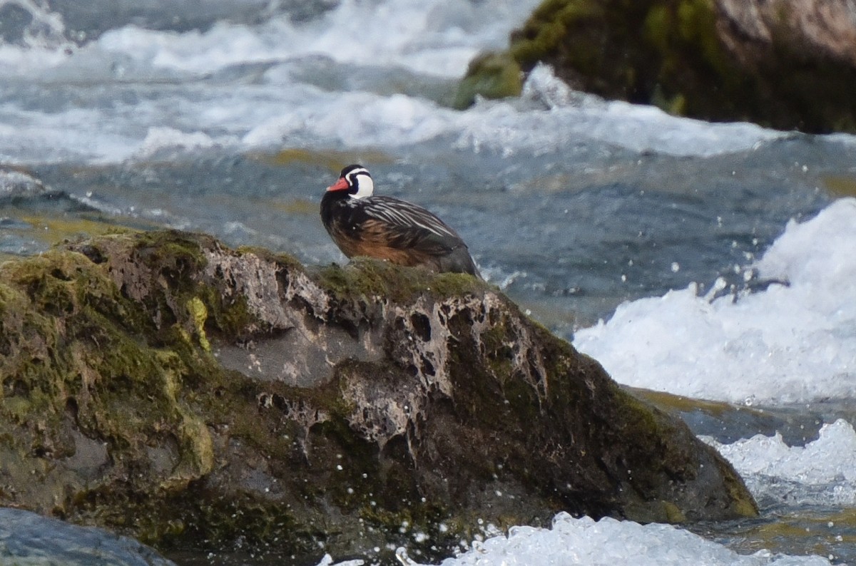 Torrent Duck - ML623500768