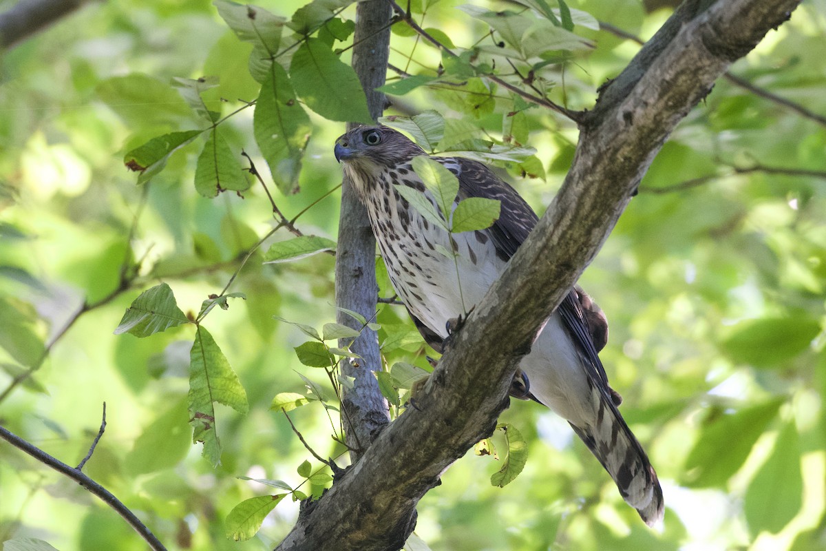 Cooper's Hawk - ML623500788