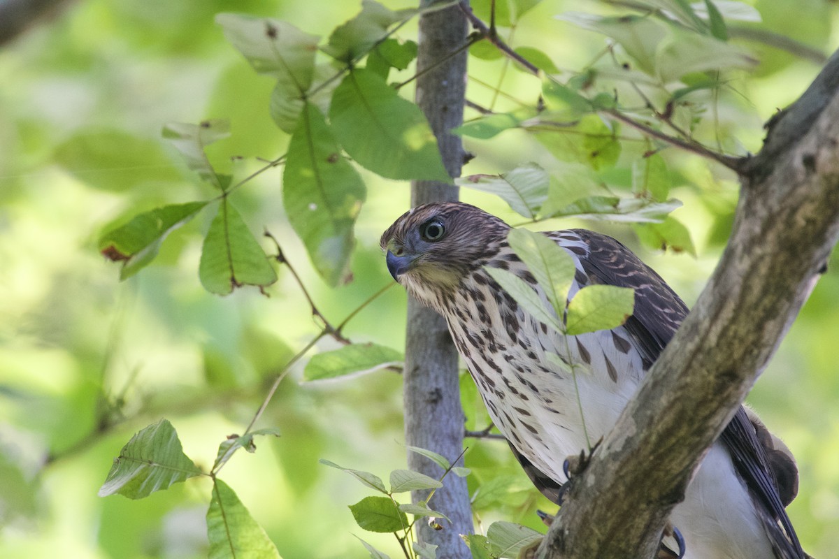 Cooper's Hawk - ML623500789