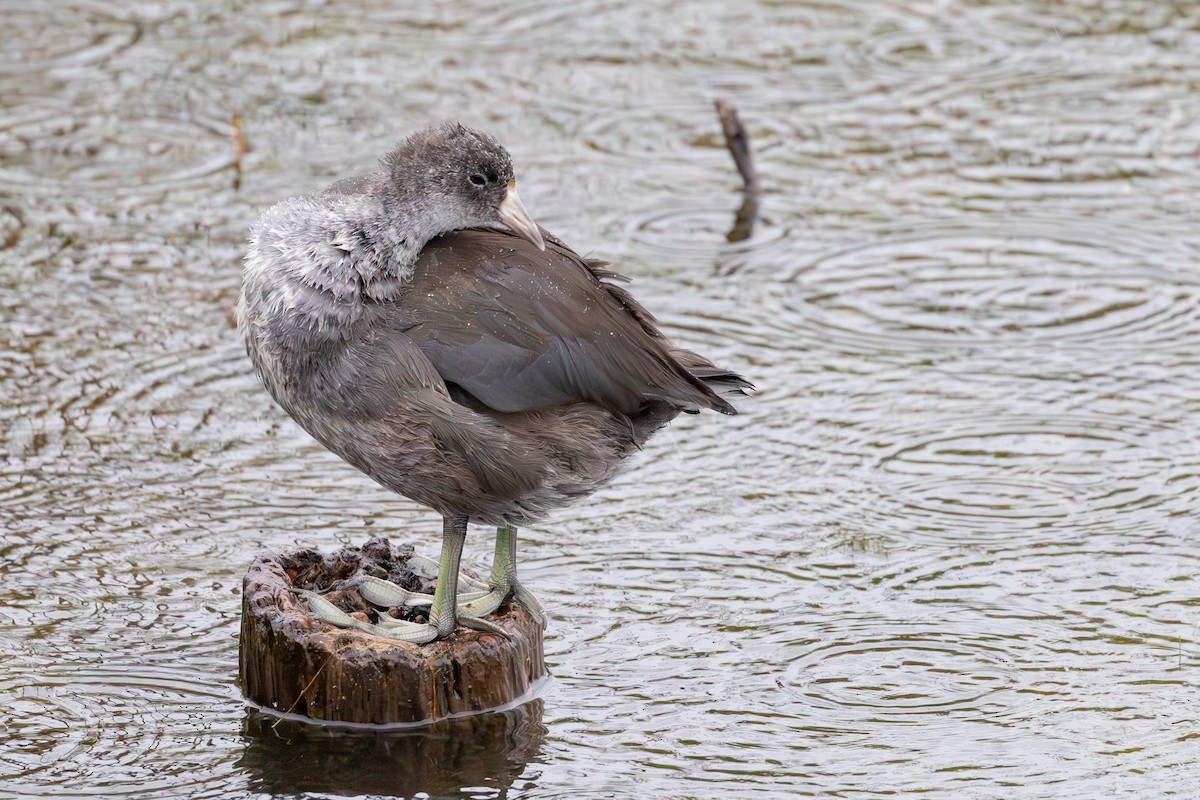 American Coot - ML623500797