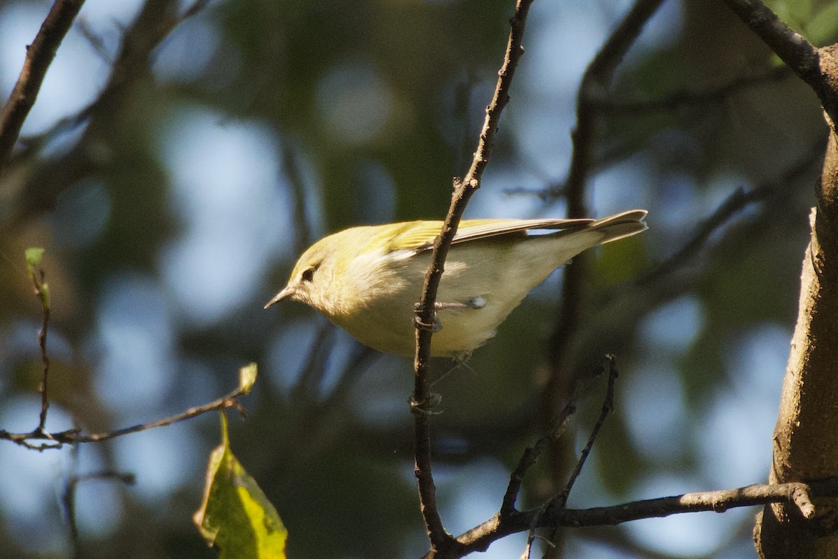 Tennessee Warbler - ML623500801