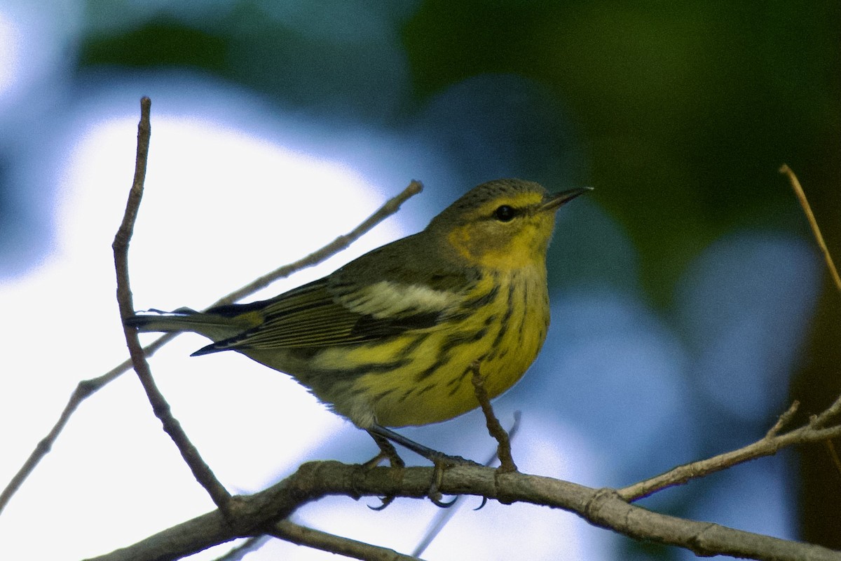 Cape May Warbler - Jesse Haaf