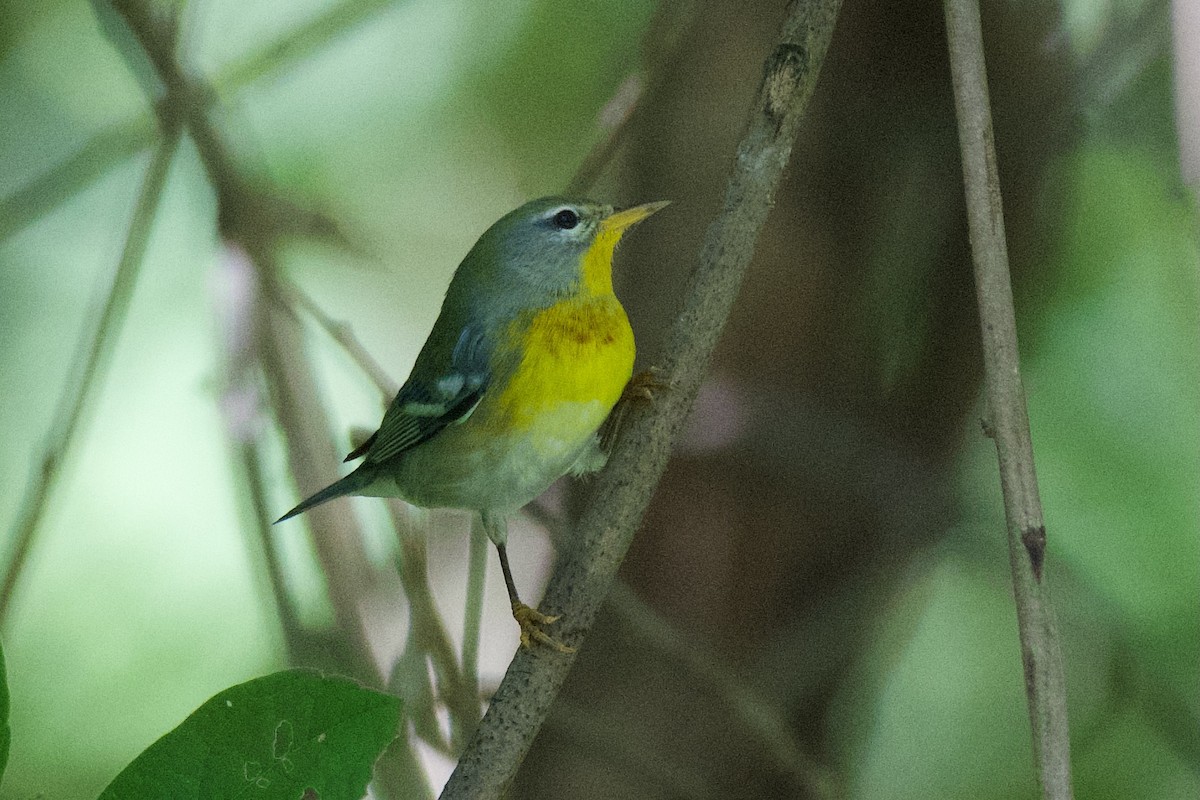 Northern Parula - ML623500808