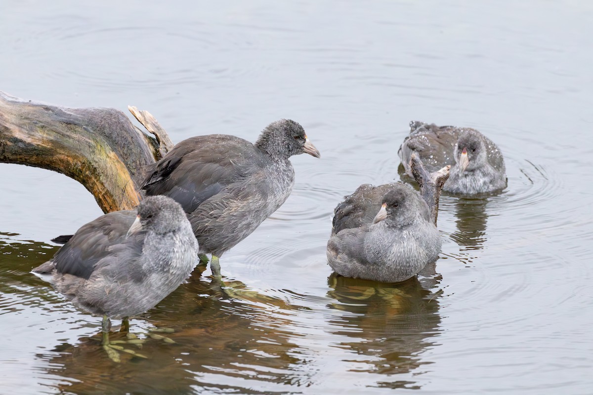 American Coot - Aaron Roberge