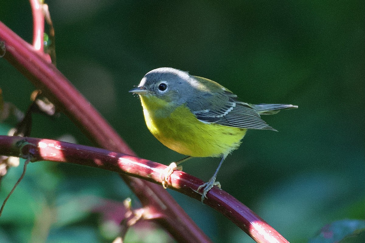 Magnolia Warbler - ML623500817