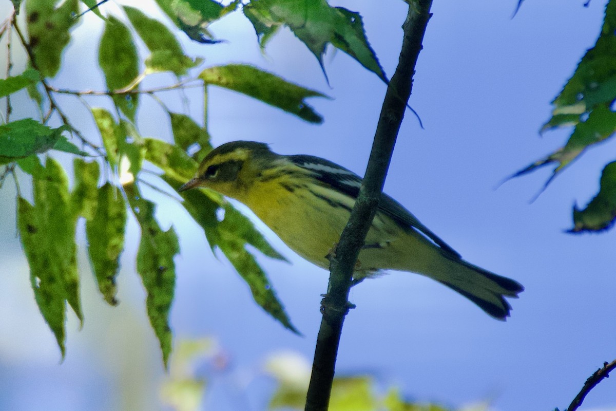 Blackburnian Warbler - ML623500818