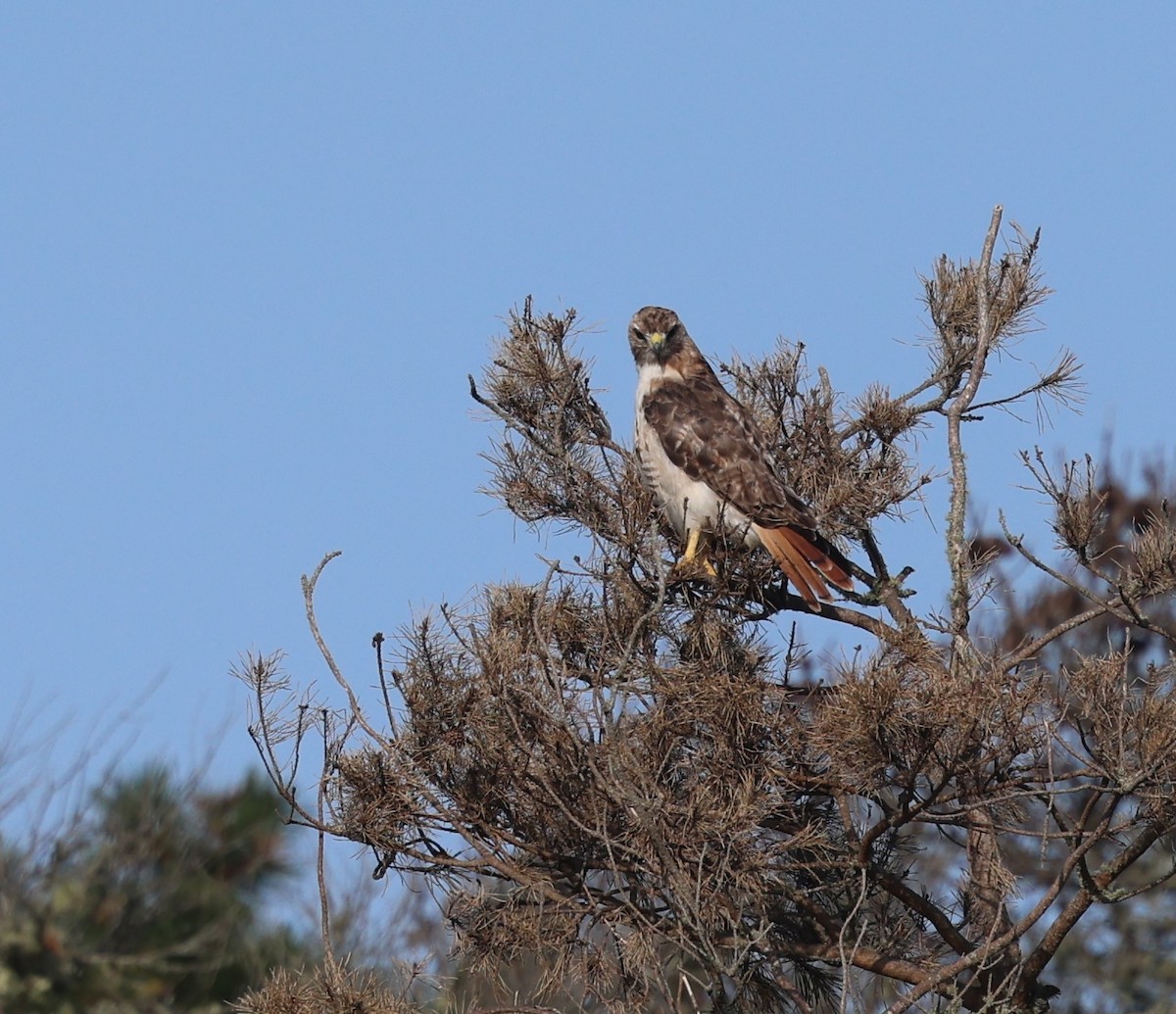 Red-tailed Hawk - ML623500850