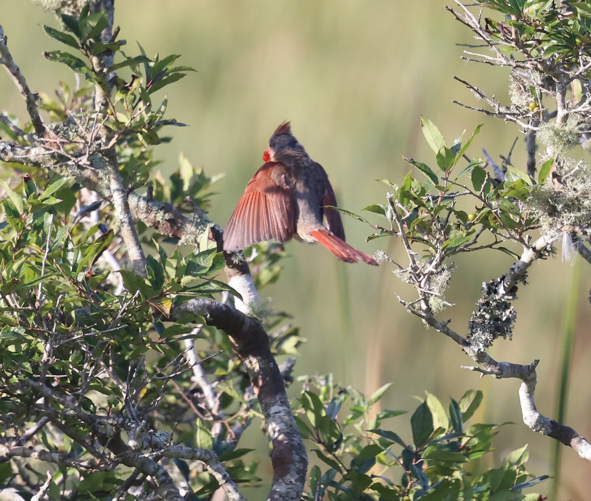 Northern Cardinal - ML623500870