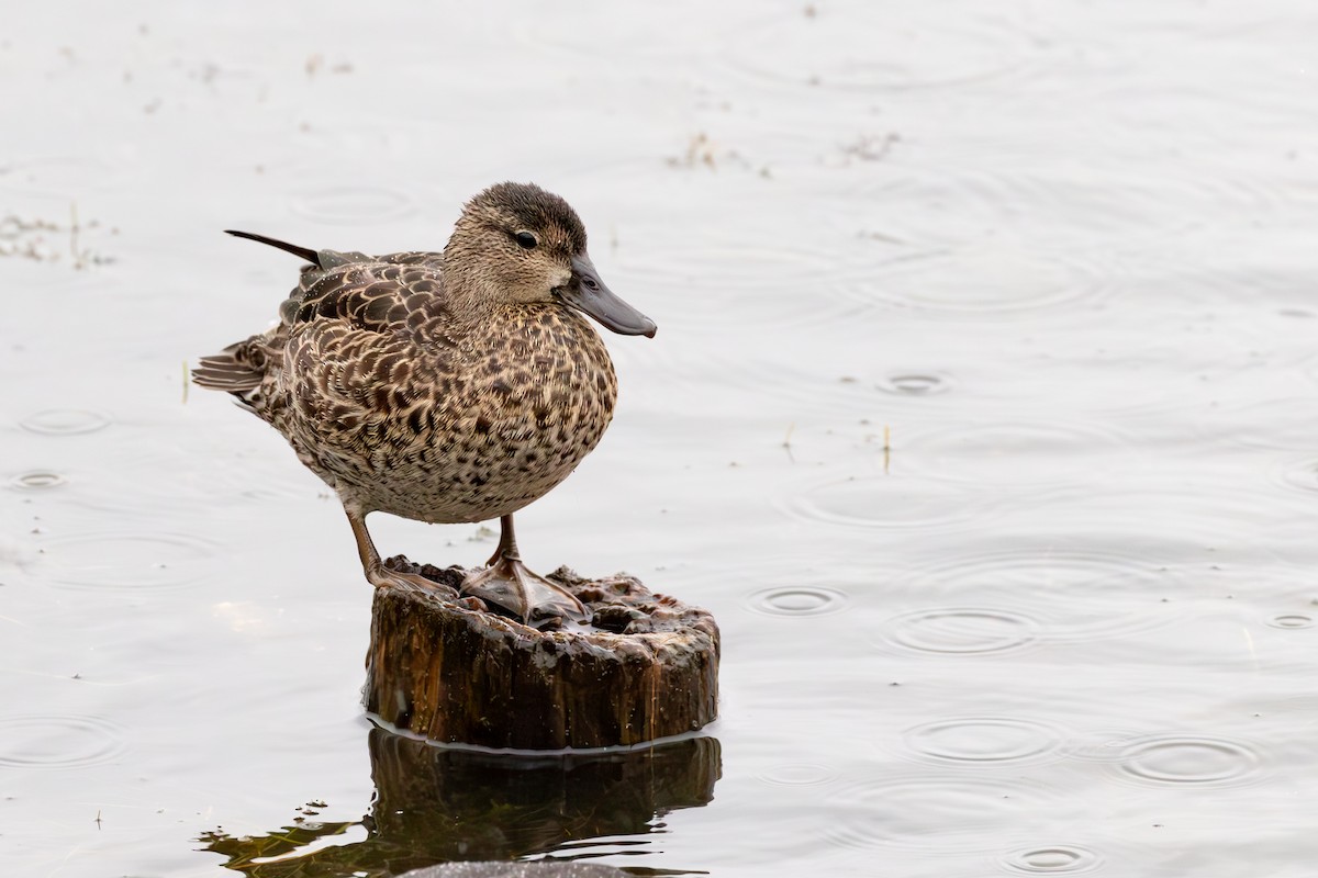 Blue-winged Teal - ML623500877