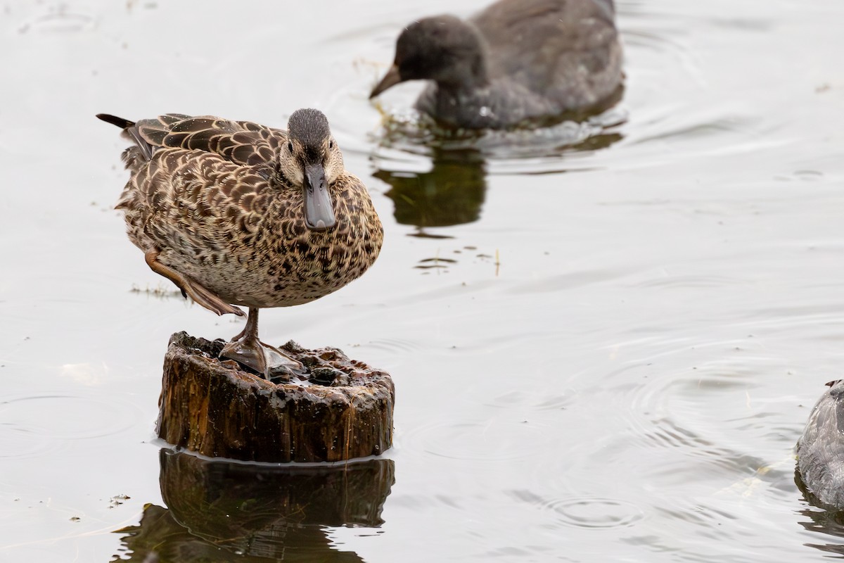 Blue-winged Teal - ML623500878