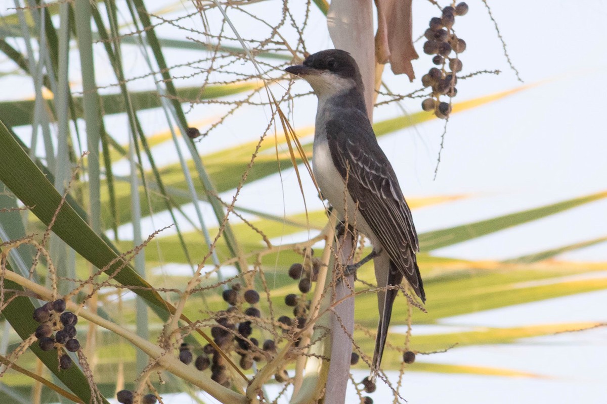 Eastern Kingbird - ML623500880