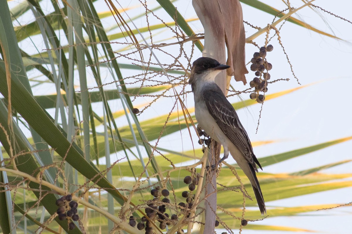 Eastern Kingbird - ML623500881