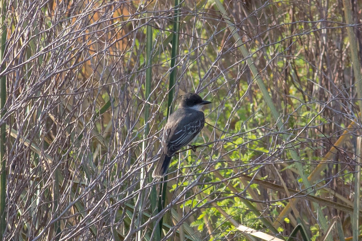 Eastern Kingbird - ML623500891