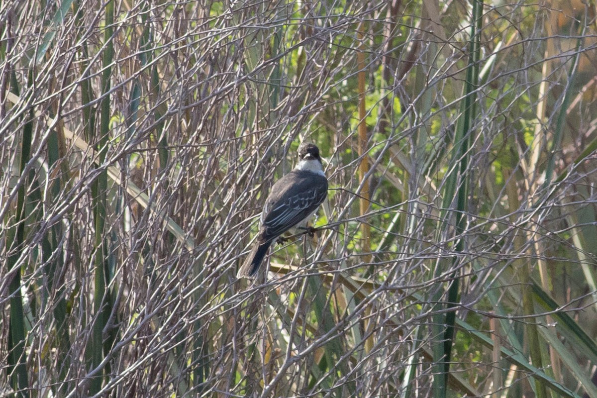 Eastern Kingbird - ML623500892