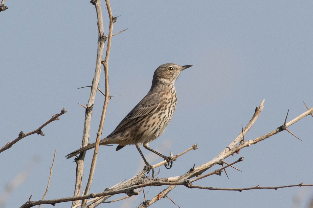 Sage Thrasher - Johnny Bovee