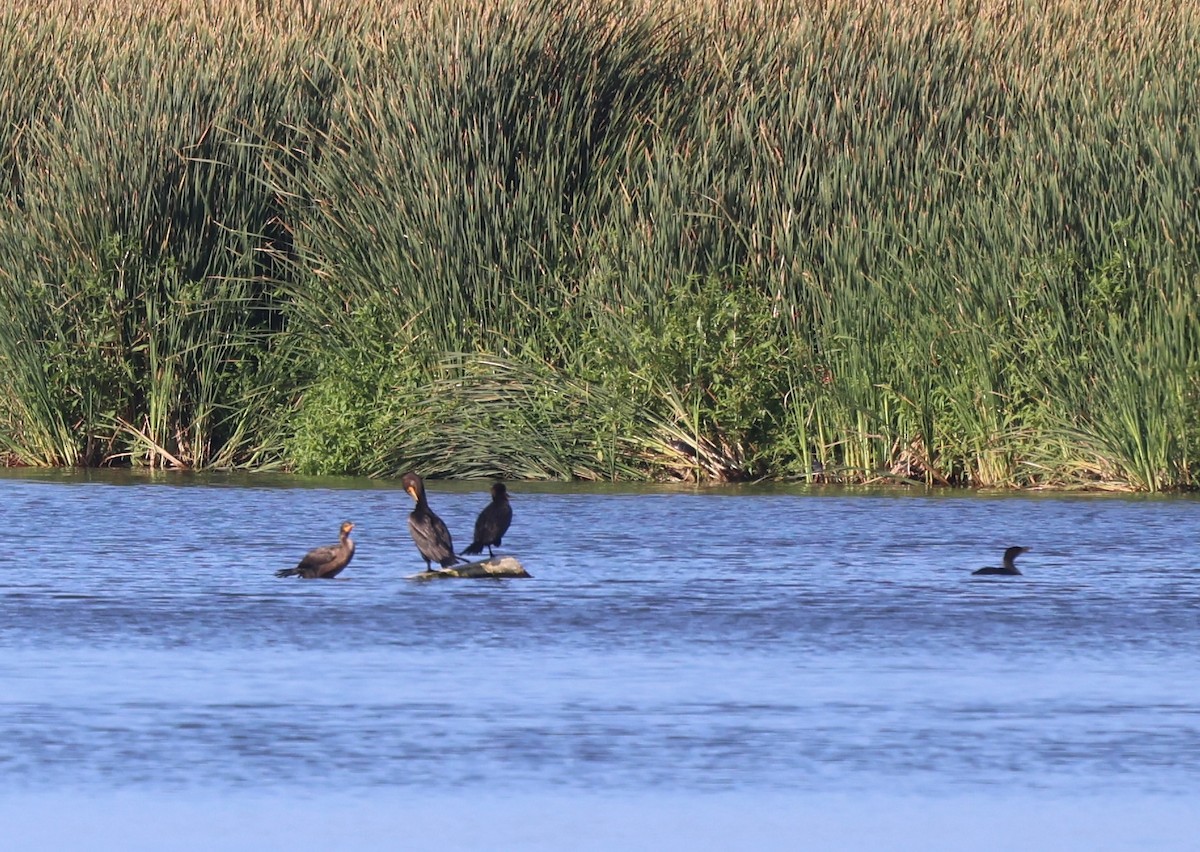 Double-crested Cormorant - ML623500918