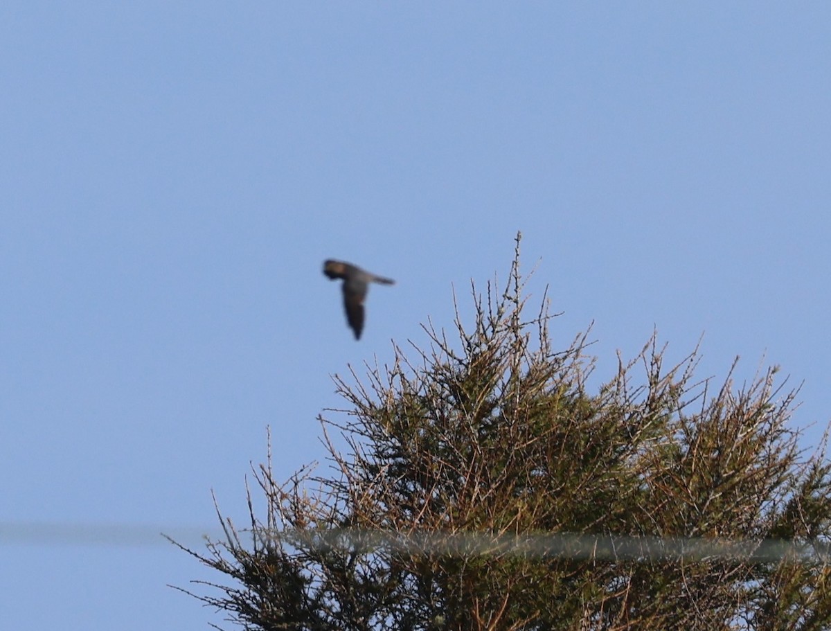 Cooper's Hawk - ML623500965