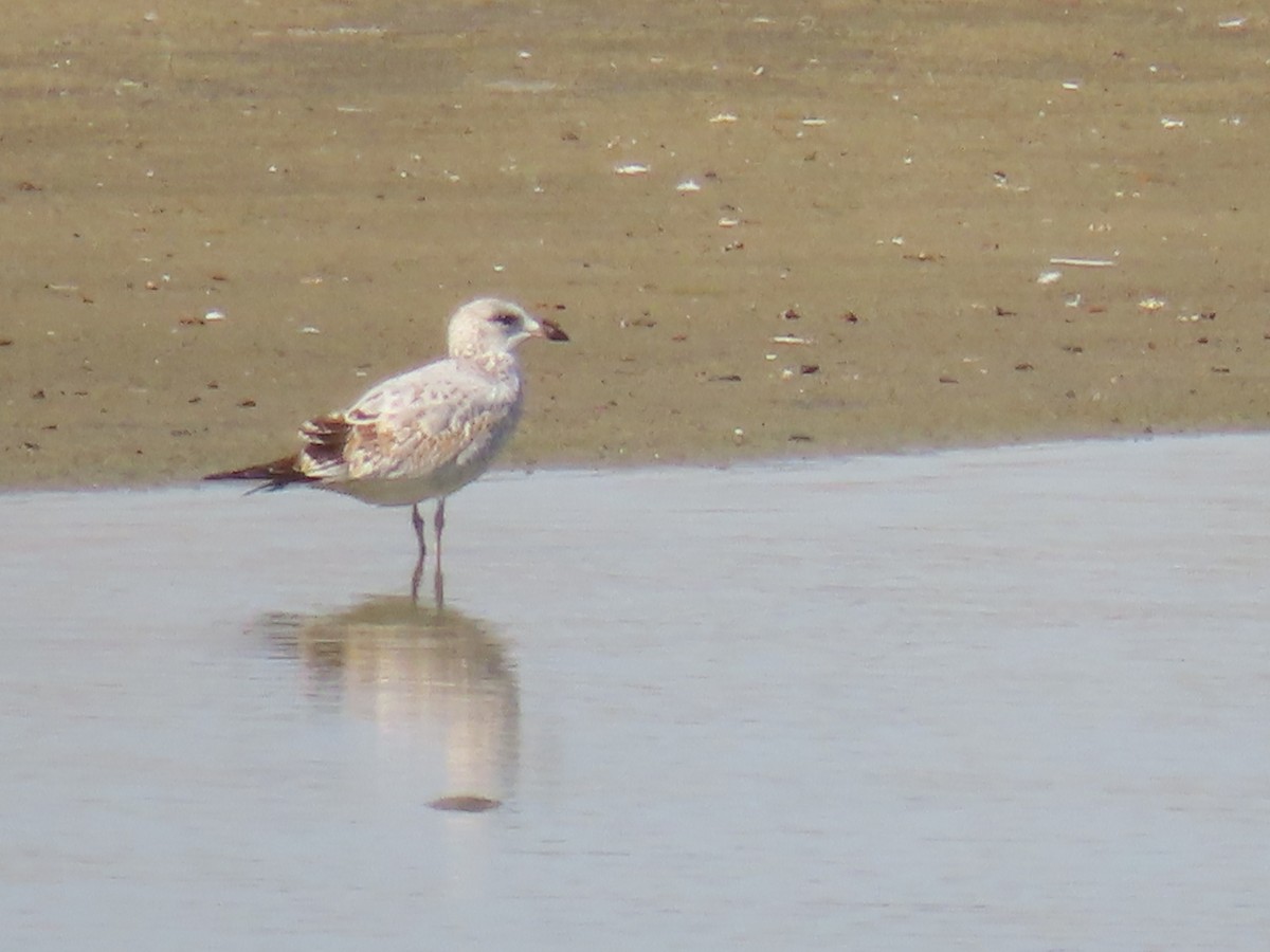 Ring-billed Gull - ML623501018