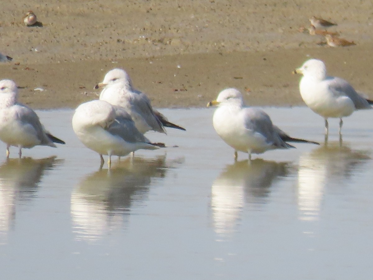 Ring-billed Gull - ML623501019