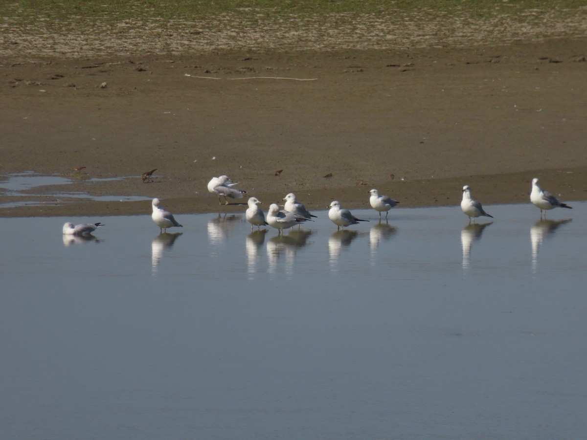 Ring-billed Gull - ML623501020