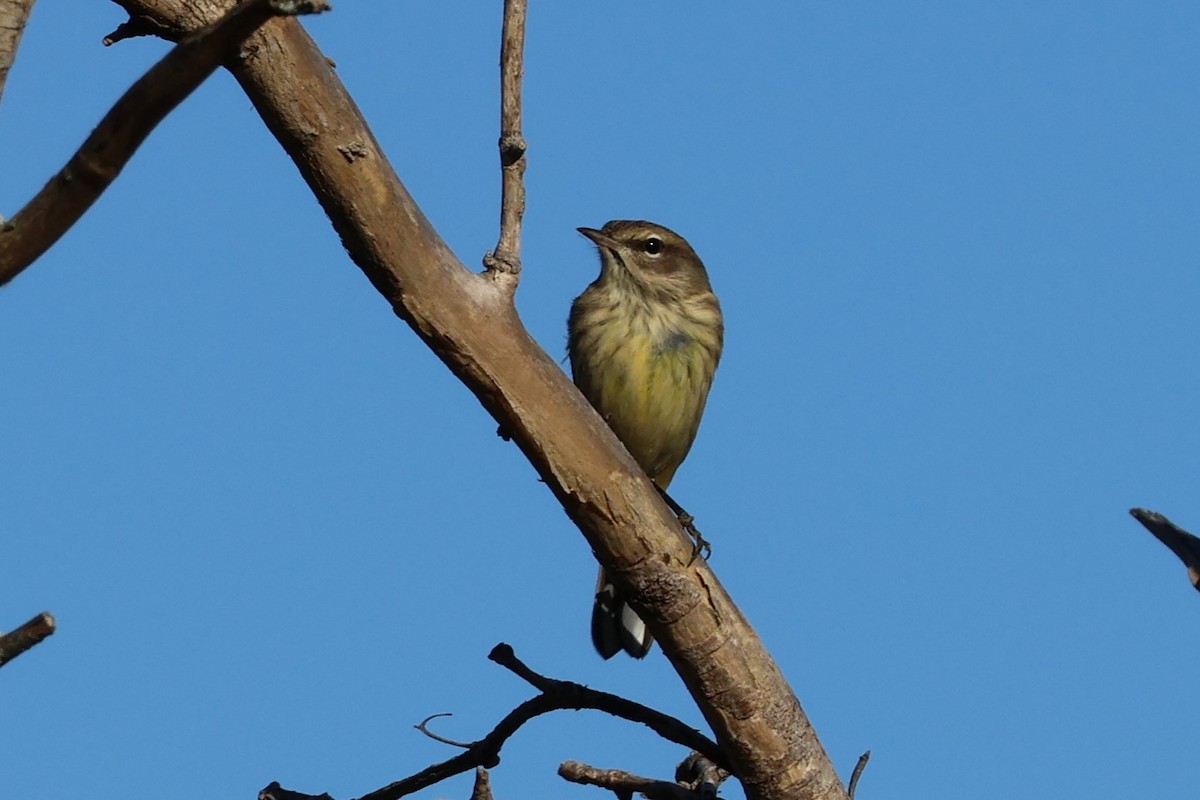 Palm Warbler - ML623501097