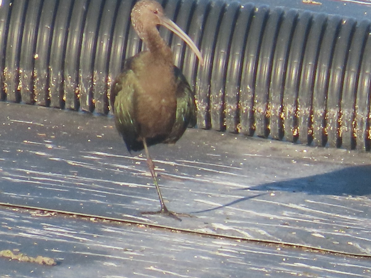 White-faced Ibis - Kathy Dale