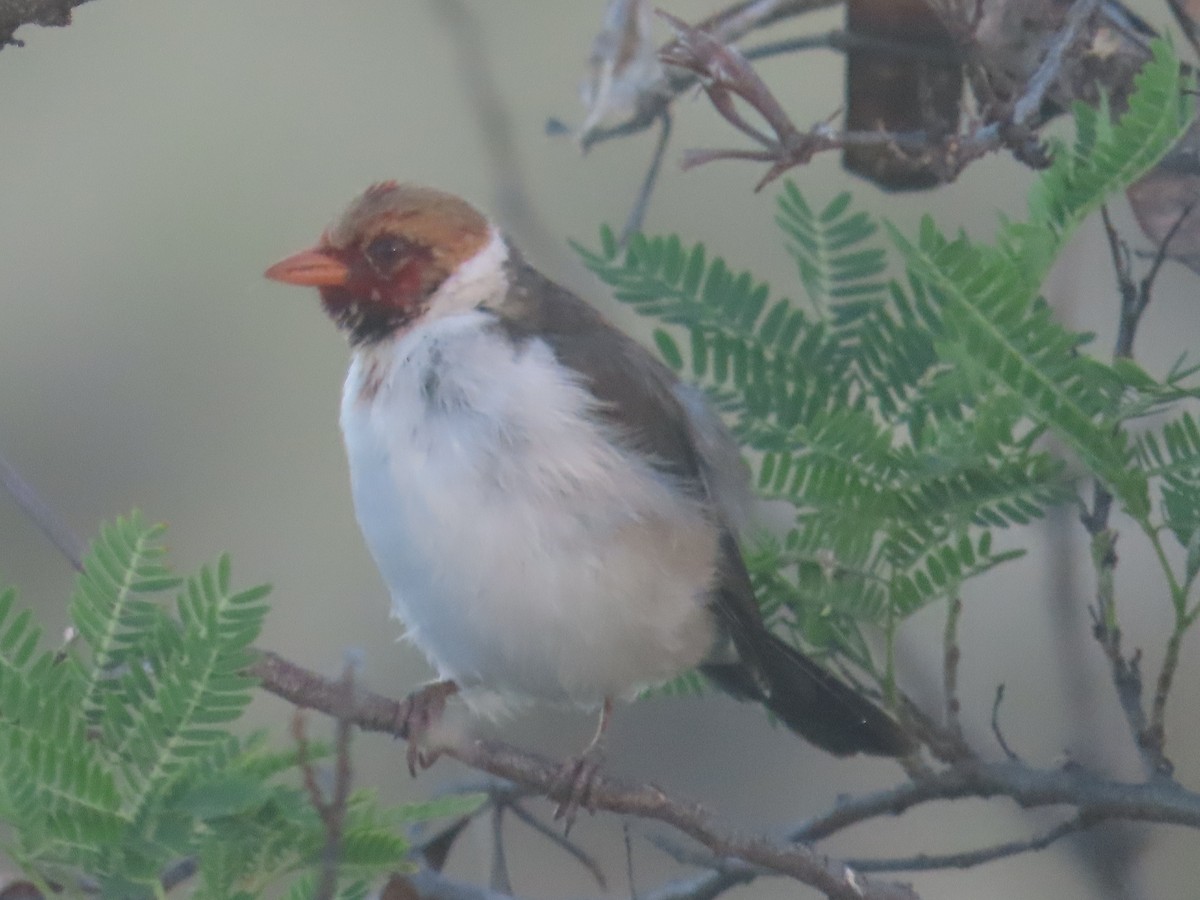 Yellow-billed Cardinal - ML623501163