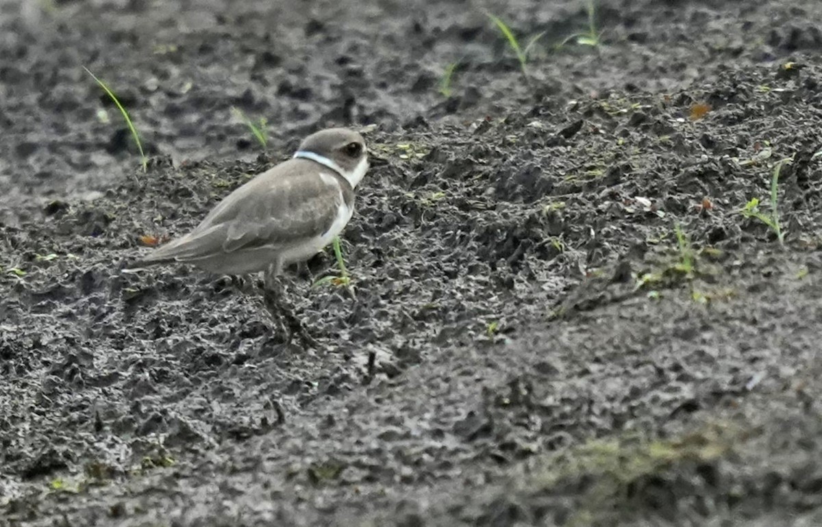 Semipalmated Plover - ML623501175