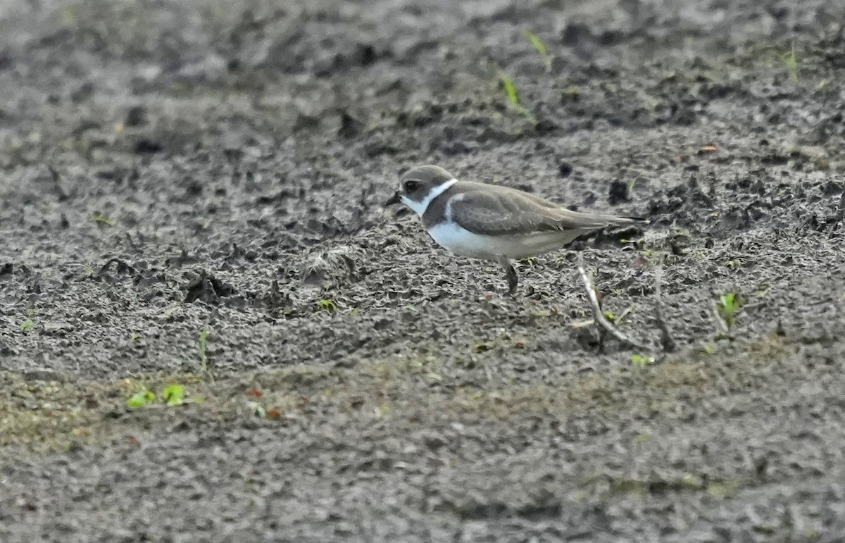 Semipalmated Plover - ML623501176