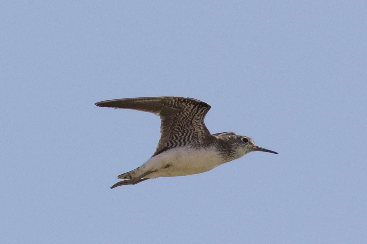 Solitary Sandpiper - ML623501206