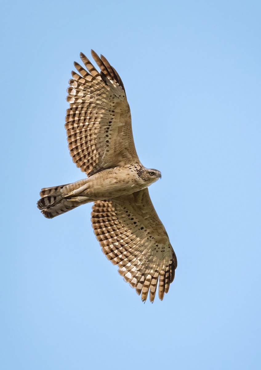 Mountain Hawk-Eagle (nipalensis) - 浙江 重要鸟讯汇整